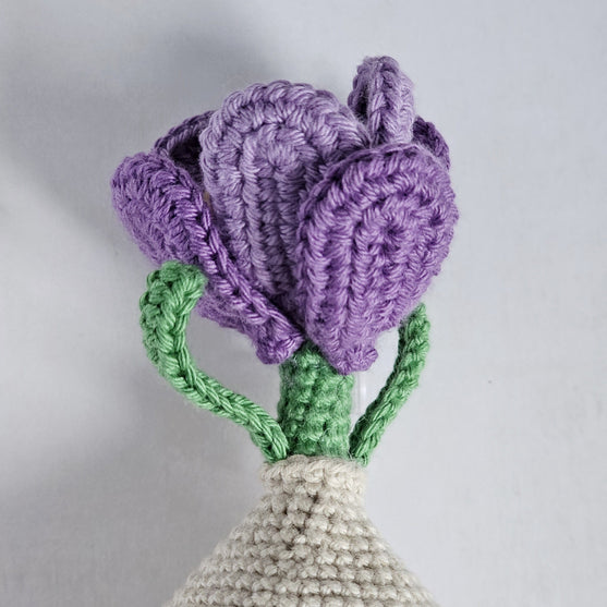 Crocus
5