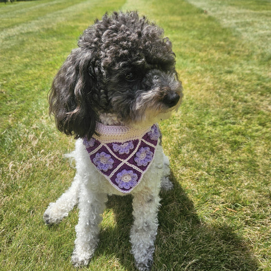 Pañuelo de perro
2