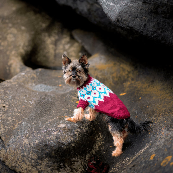 Yorkshire Terrier - Jersey para perro
2