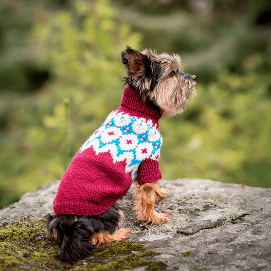 Yorkshire Terrier - Jersey para perro
3