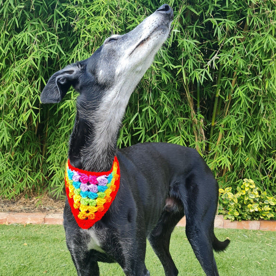Dandy - Bandana para perros
3