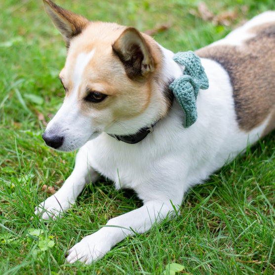 Wow Bow - Lazo para perro
3