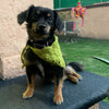 

Cuddly Wrap - Bandana para perros
5