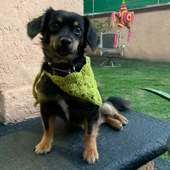 

Cuddly Wrap - Bandana para perros
5