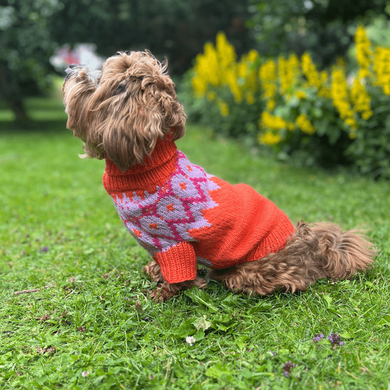 

Bichón Habanero - Jersey para perro
1