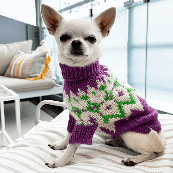 

Chihuahua - Jersey para perro
1
