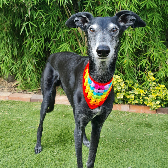 

Dandy - Bandana para perros
2
