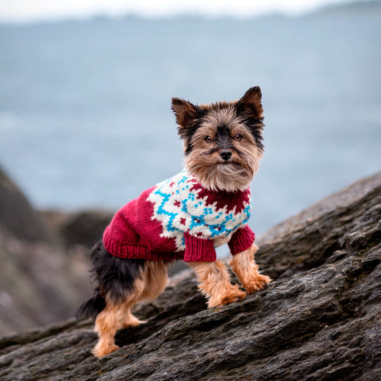 Yorkshire Terrier - Jersey para perro