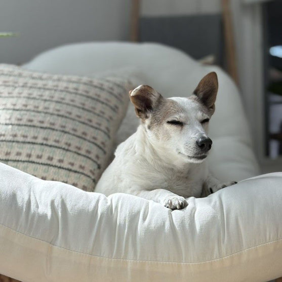 

Homebody - Funda de cojín
6