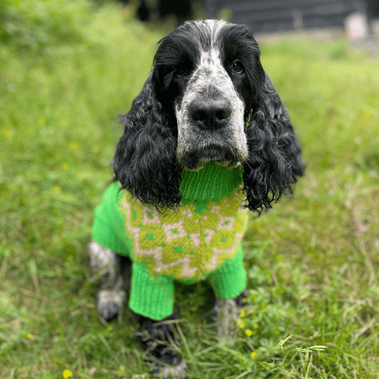 Cocker Spaniel - Jersey para perro