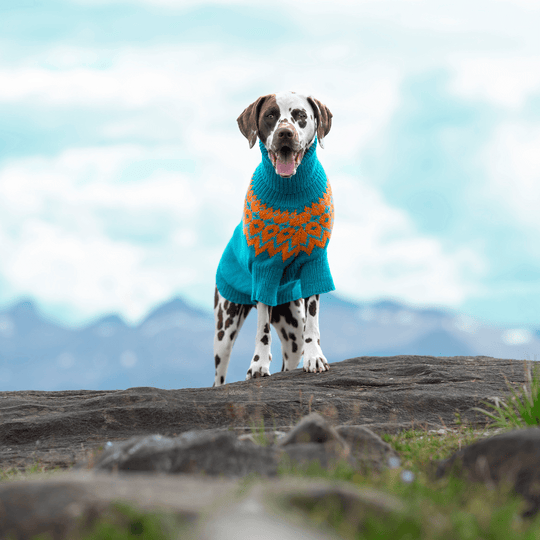 Dálmata - Jersey para perro