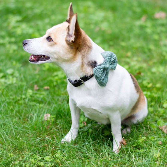 

Wow Bow - Lazo para perro
1