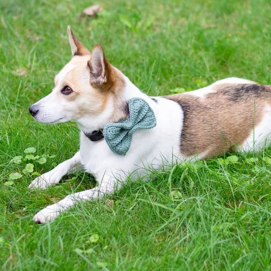 

Wow Bow - Lazo para perro
2