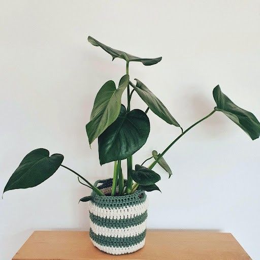 

June - Cesta para plantas
3